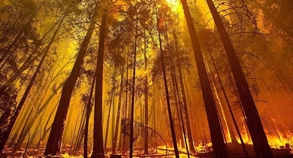 Amazonie, Australie, quand la Terre se meurt à grands feux